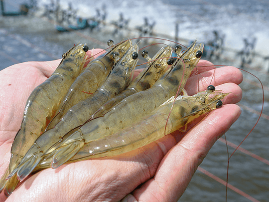 Whiteleg shrimps